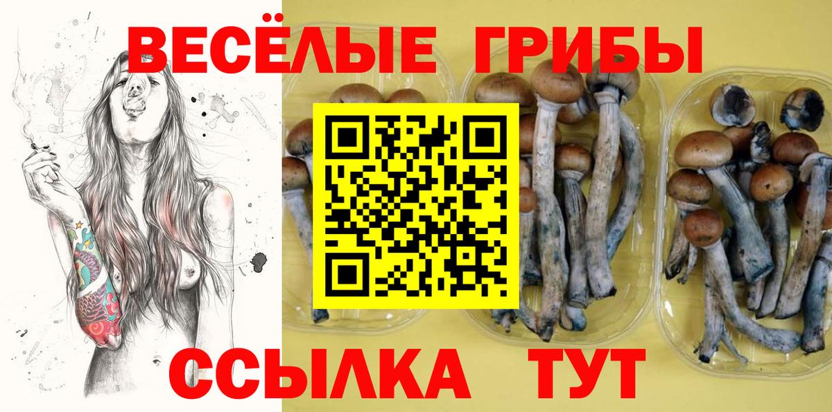 Электрогорск  Галлюциногенные грибы Psilocybine cubensis  Вход с VPN  Галлюциногенные грибы Psilocybine cubensis 